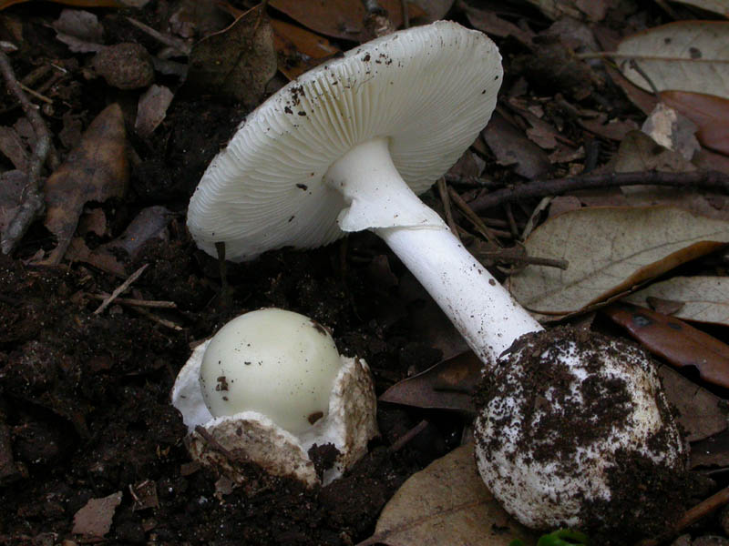 Castelfusano (Ostia): In cerca di Amanita verna