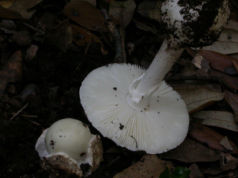 Castelfusano (Ostia): In cerca di Amanita verna