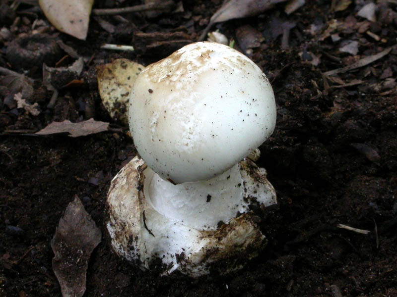 Castelfusano (Ostia): In cerca di Amanita verna