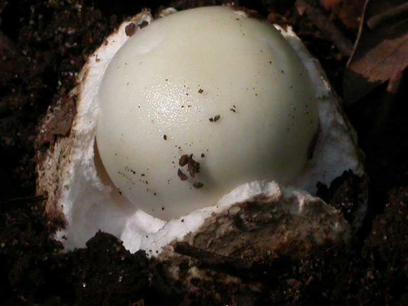 Castelfusano (Ostia): In cerca di Amanita verna