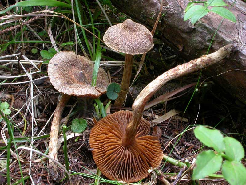 Cortinarius (Telamonia) angelesianus (o: il Fattore 