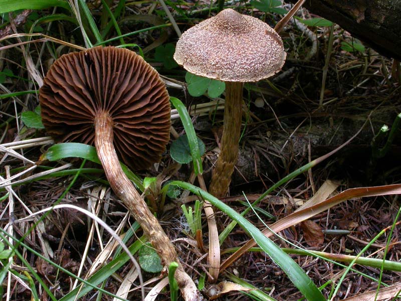 Cortinarius (Telamonia) angelesianus (o: il Fattore 