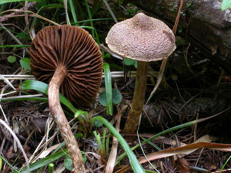 Cortinarius (Telamonia) angelesianus (o: il Fattore 