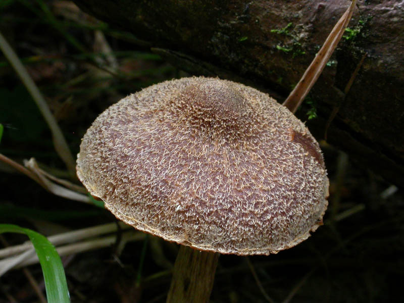 Cortinarius (Telamonia) angelesianus (o: il Fattore 