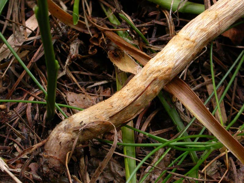 Cortinarius (Telamonia) angelesianus (o: il Fattore 