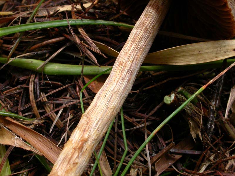 Cortinarius (Telamonia) angelesianus (o: il Fattore 