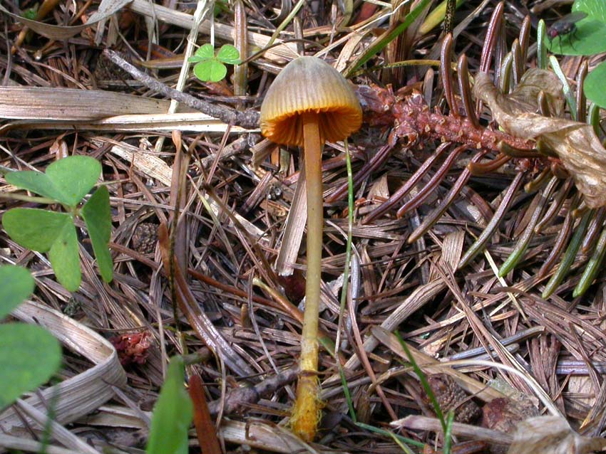 Genere Mycena