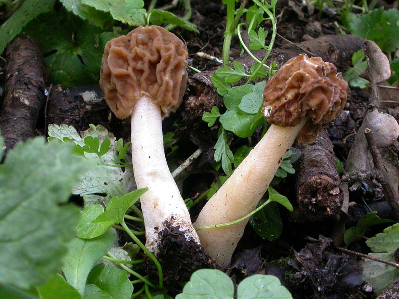 Ascomiceti primaverili alla ribalta (2): Verpa bohemica