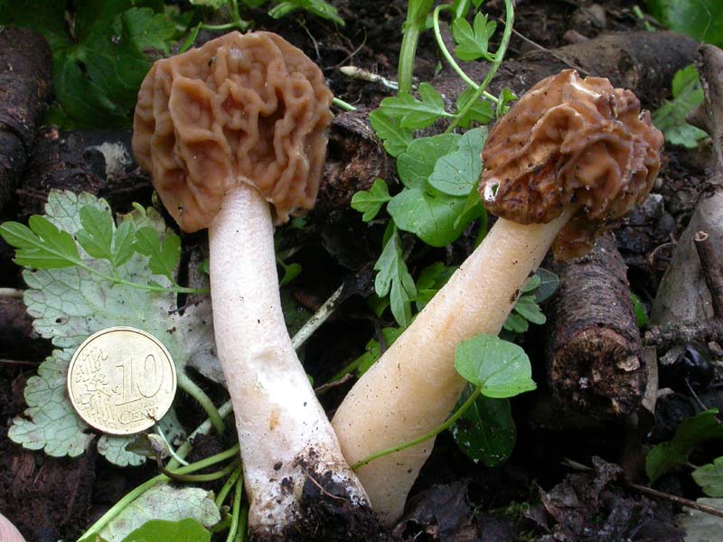 Ascomiceti primaverili alla ribalta (2): Verpa bohemica