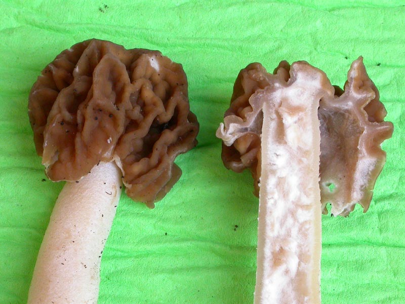 Ascomiceti primaverili alla ribalta (2): Verpa bohemica