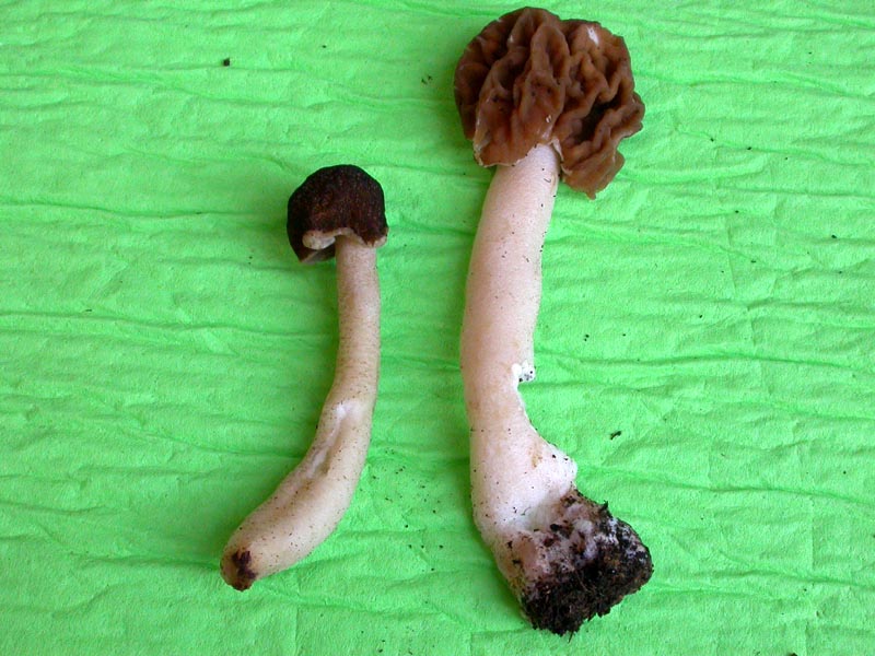 Ascomiceti primaverili alla ribalta (2): Verpa bohemica