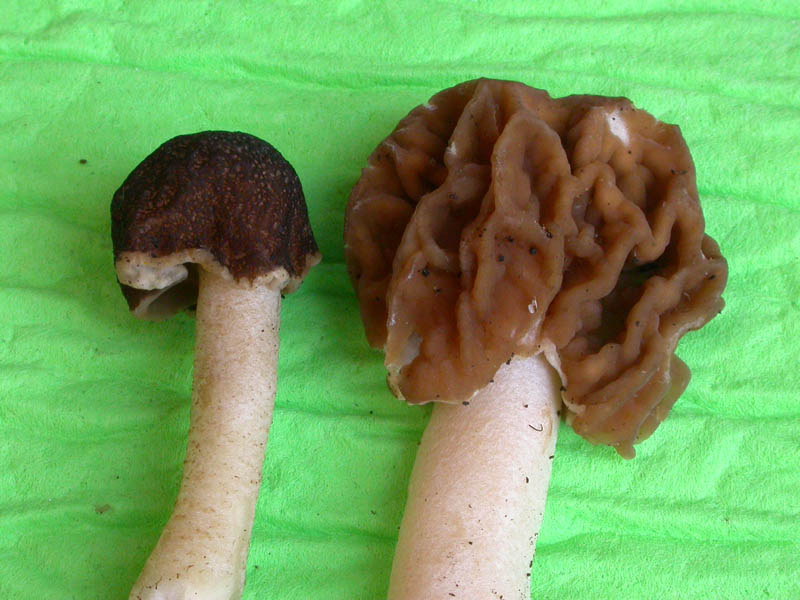 Ascomiceti primaverili alla ribalta (2): Verpa bohemica