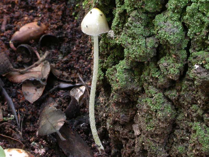 Castelfusano (Ostia): In cerca di Amanita verna