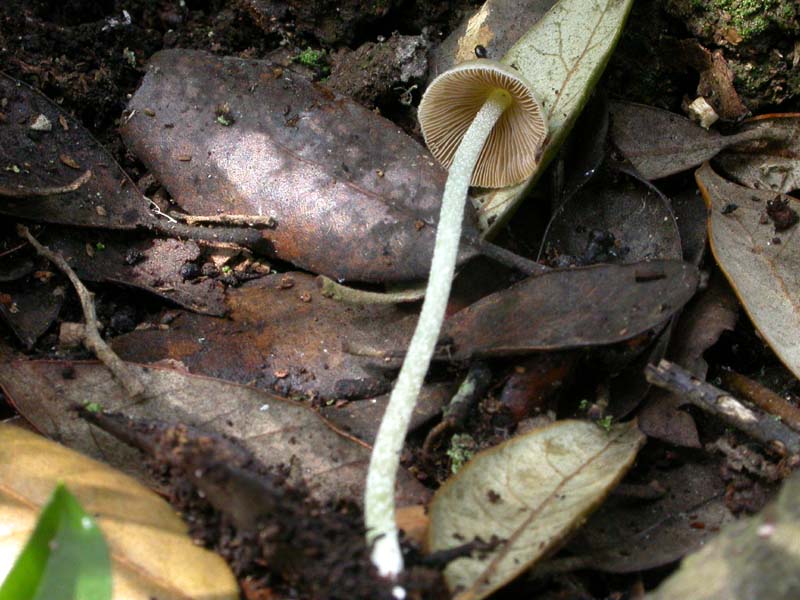 Castelfusano (Ostia): In cerca di Amanita verna