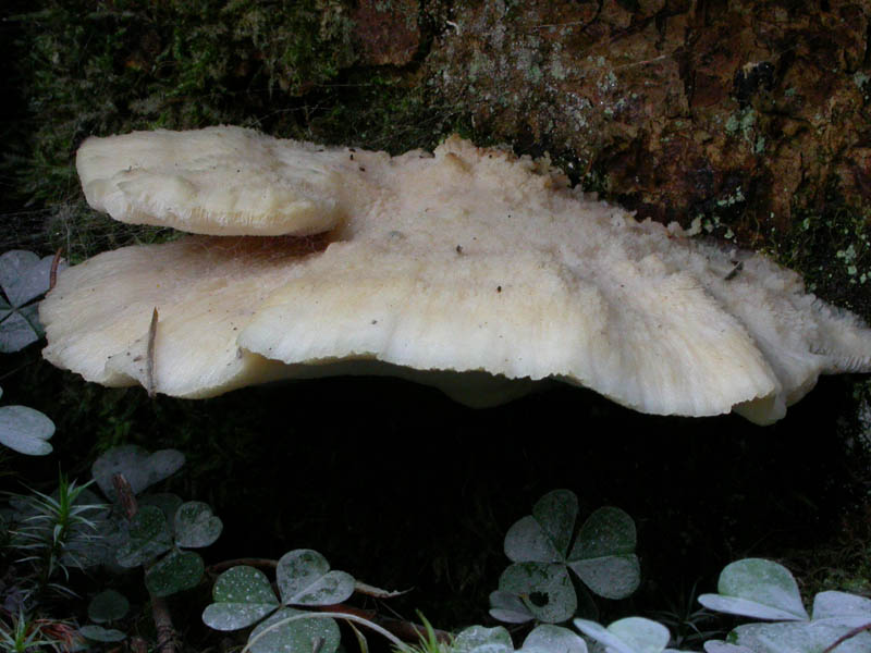 Climacocystis borealis (Fr.) Kotl. & Pouzar: immagini