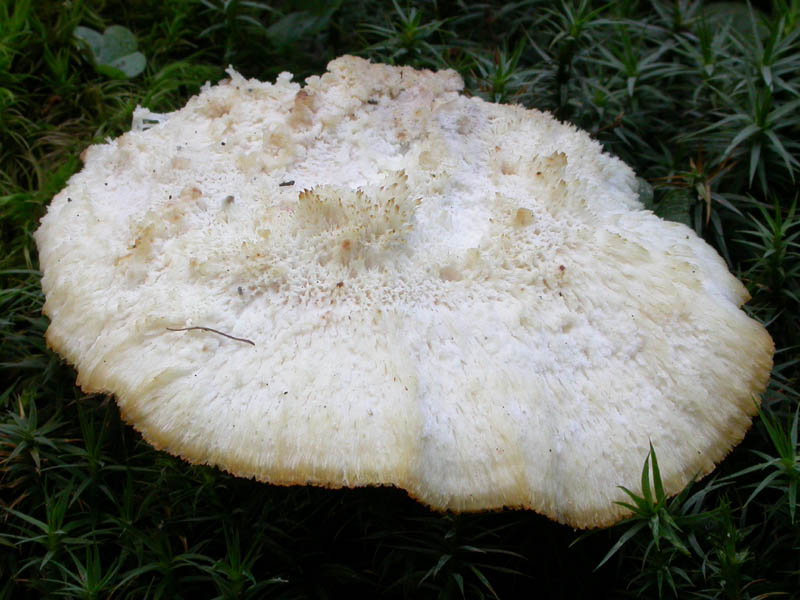 Climacocystis borealis (Fr.) Kotl. & Pouzar: immagini