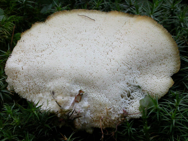 Climacocystis borealis (Fr.) Kotl. & Pouzar: immagini