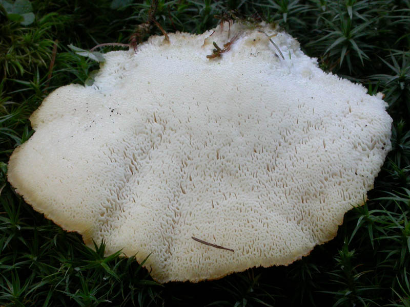 Climacocystis borealis (Fr.) Kotl. & Pouzar: immagini