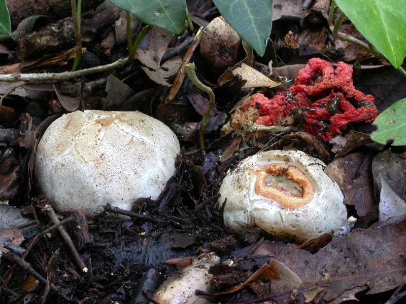 Castelfusano (Ostia): In cerca di Amanita verna