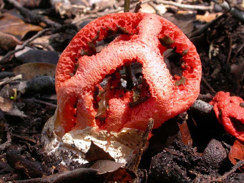 Castelfusano (Ostia): In cerca di Amanita verna