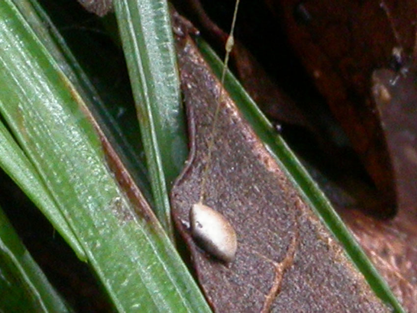 Cyathus striatus