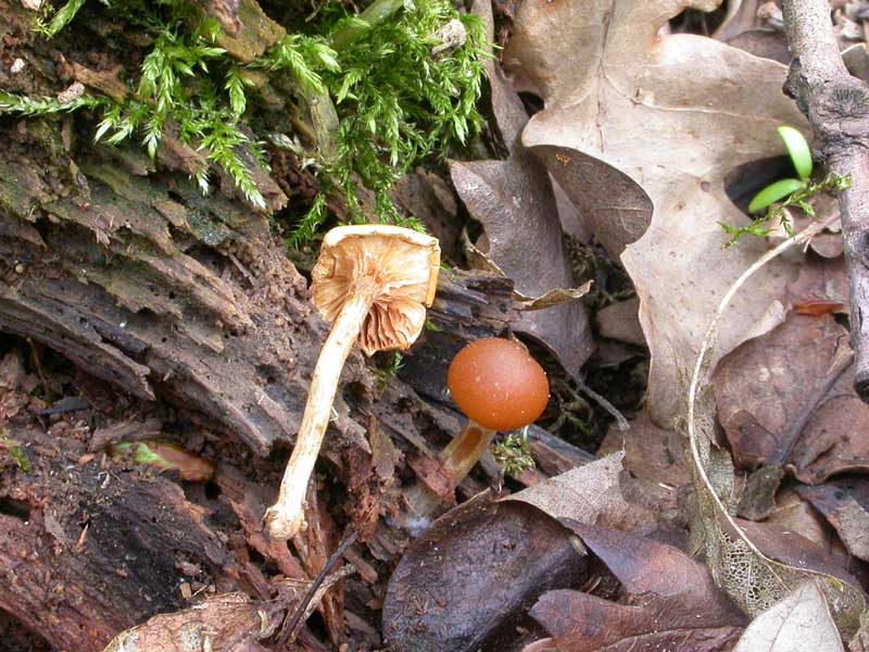 Da discutere, se vi va