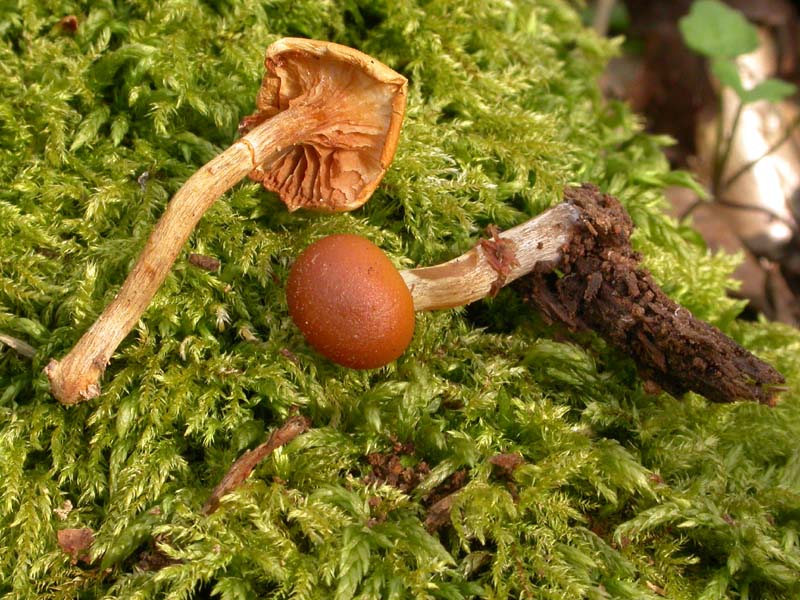 Da discutere, se vi va