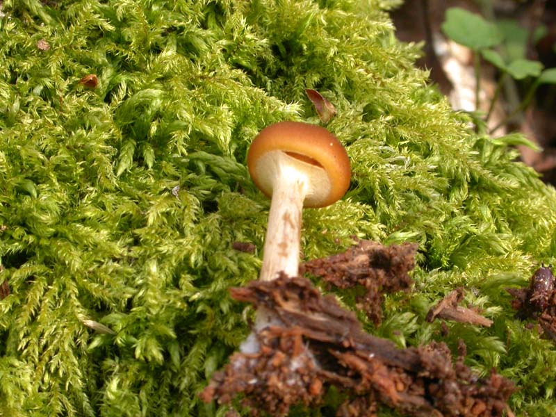 Da discutere, se vi va