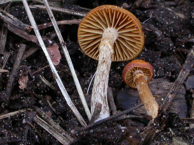 Senza precisa identit�