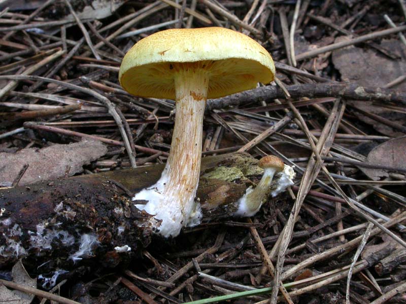 Castelfusano (Ostia): In cerca di Amanita verna