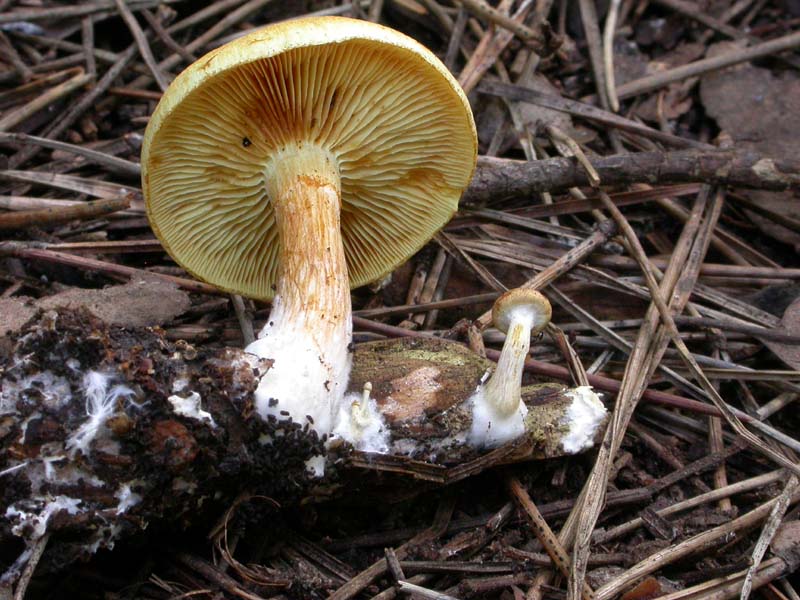 Castelfusano (Ostia): In cerca di Amanita verna