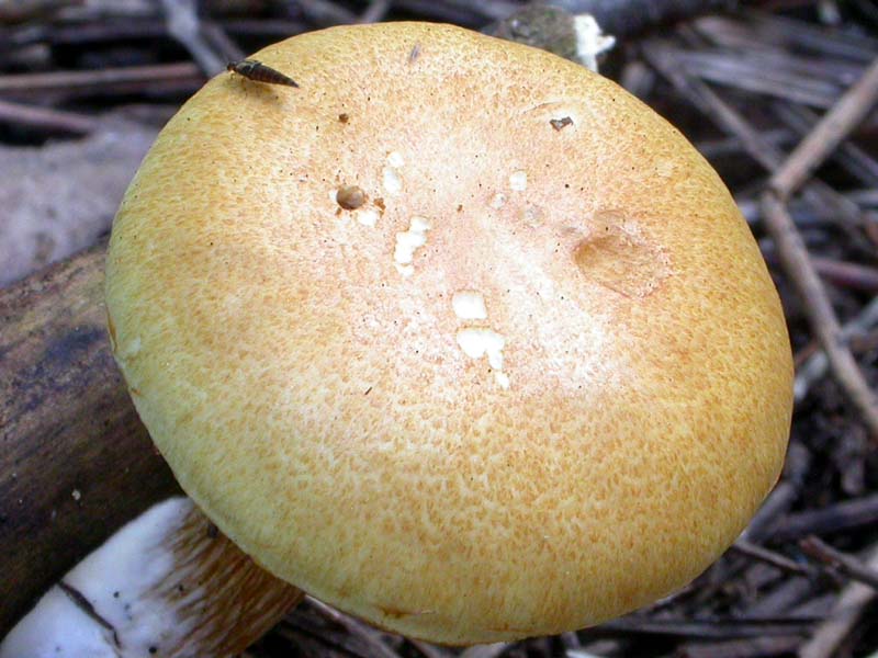 Castelfusano (Ostia): In cerca di Amanita verna