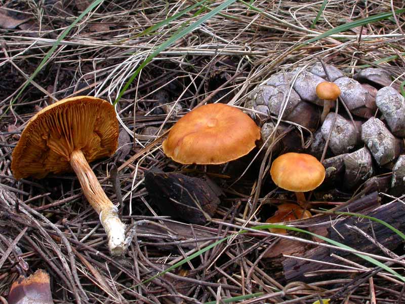 Castelfusano (Ostia): In cerca di Amanita verna