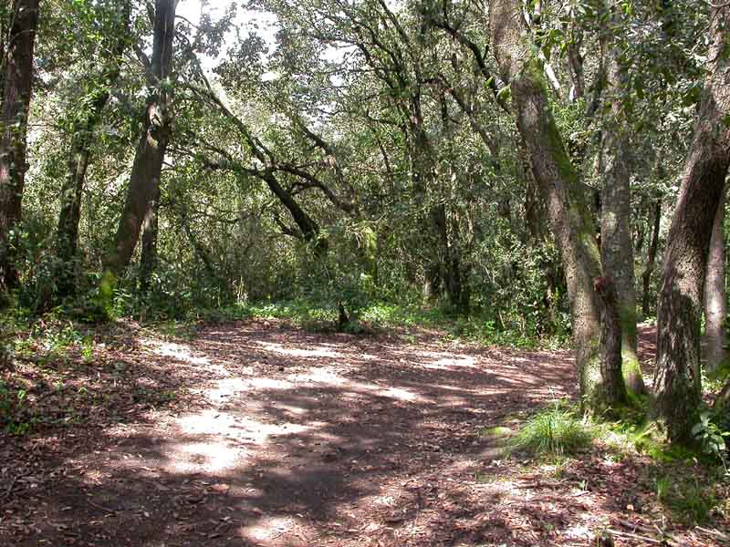 solo un''anteprima...