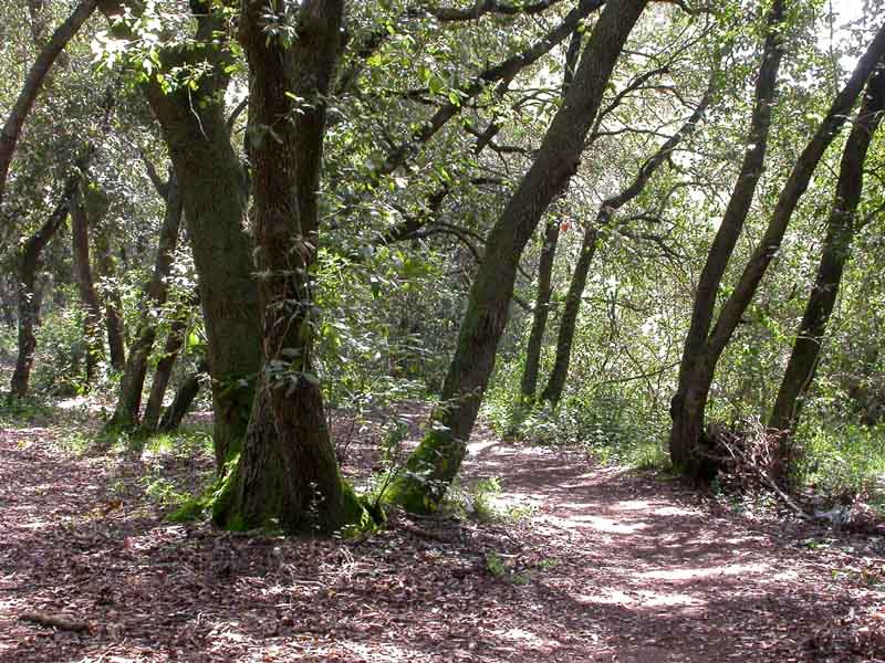 Castelfusano (Ostia): In cerca di Amanita verna