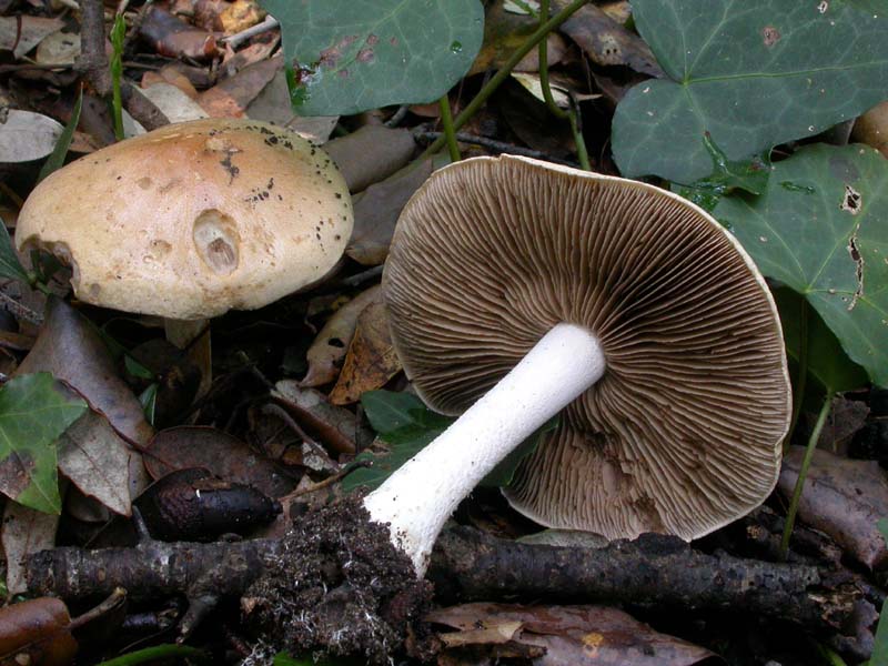 Castelfusano (Ostia): In cerca di Amanita verna