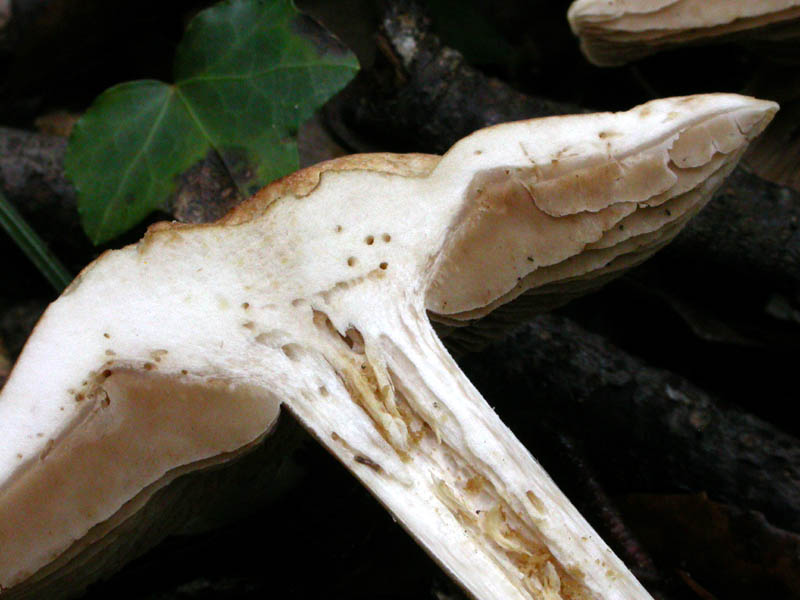 Castelfusano (Ostia): In cerca di Amanita verna