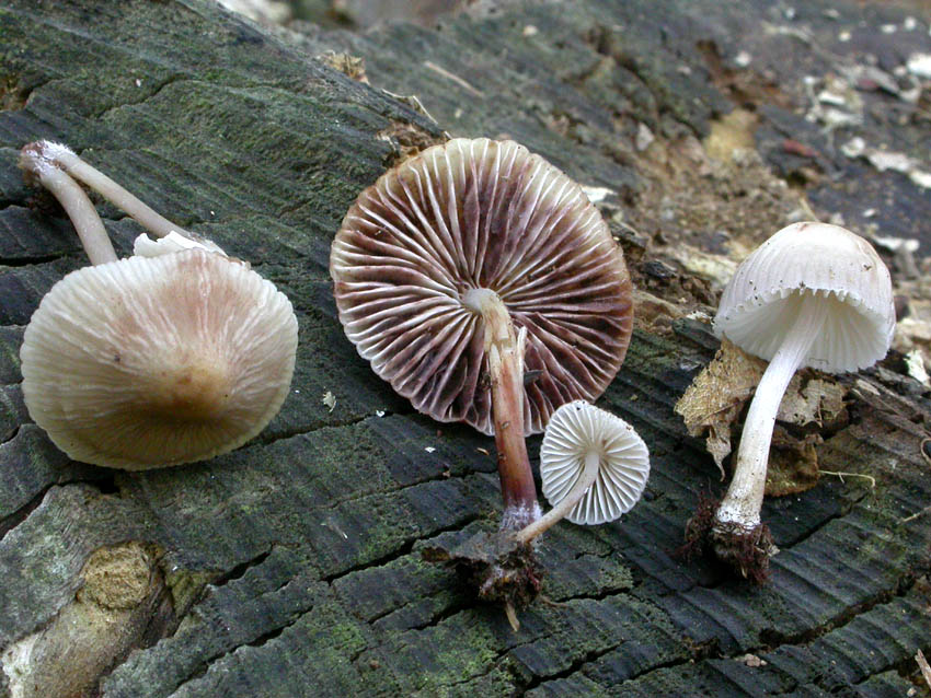 Genere Mycena
