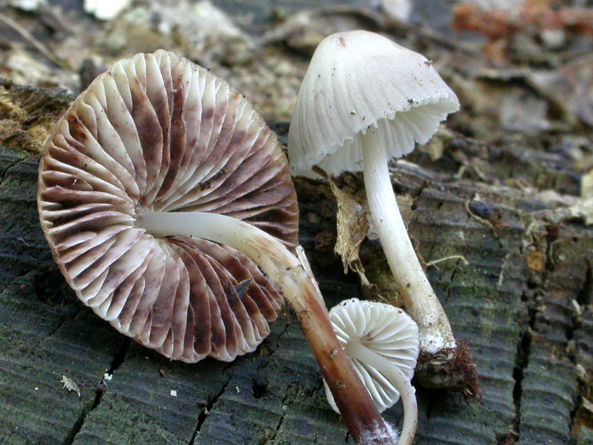 Genere Mycena