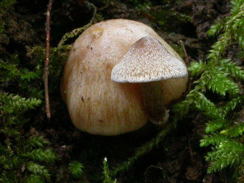 Galerina o non Galerina...questo � il dilemma