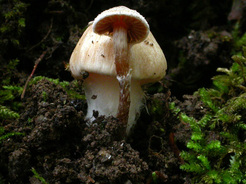 Galerina o non Galerina...questo � il dilemma