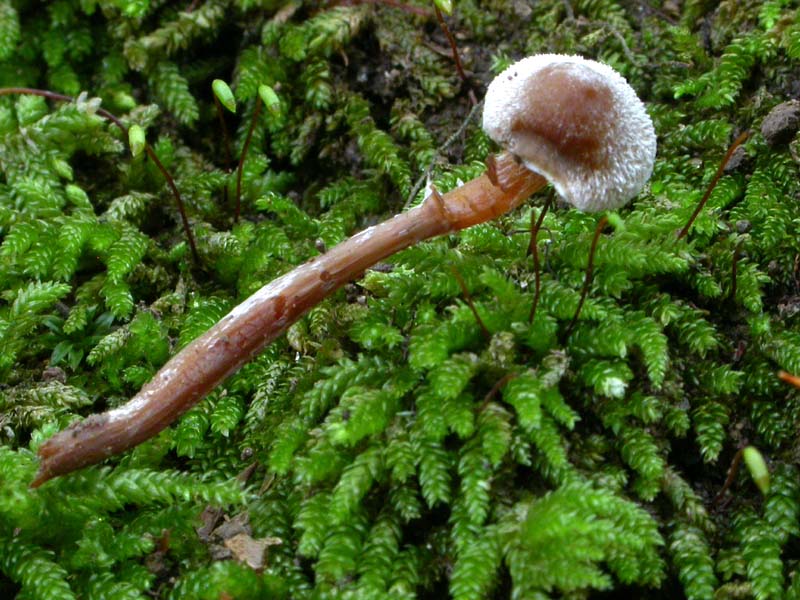 Galerina o non Galerina...questo � il dilemma