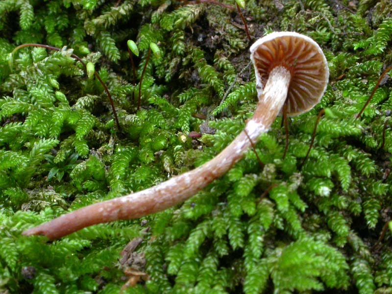 Galerina o non Galerina...questo � il dilemma