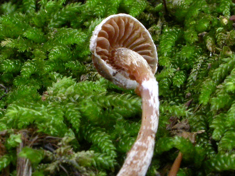 Galerina o non Galerina...questo � il dilemma