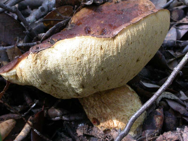 Castelfusano (Ostia): In cerca di Amanita verna