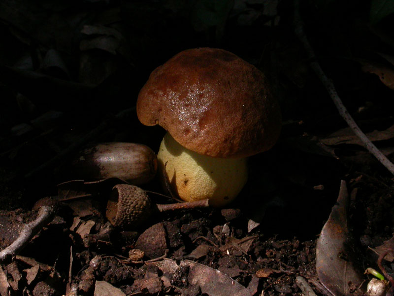 Castelfusano (Ostia): In cerca di Amanita verna