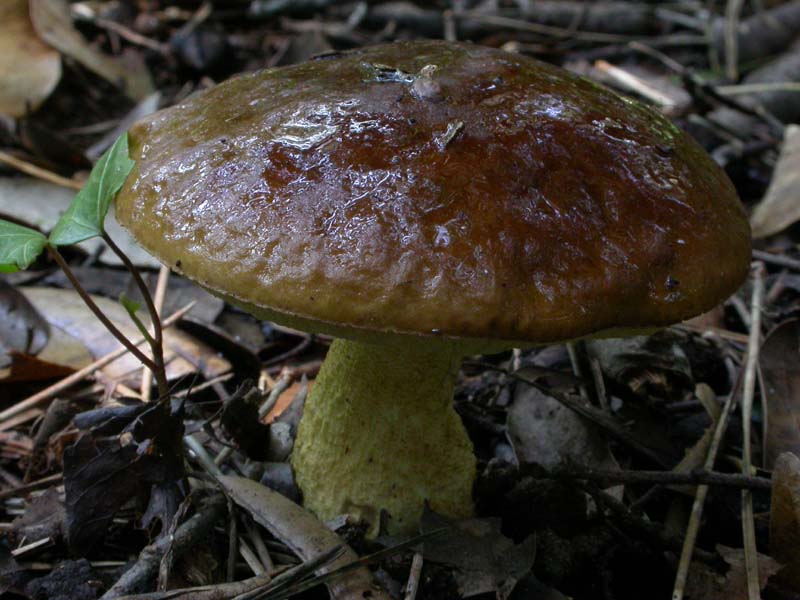 Castelfusano (Ostia): In cerca di Amanita verna