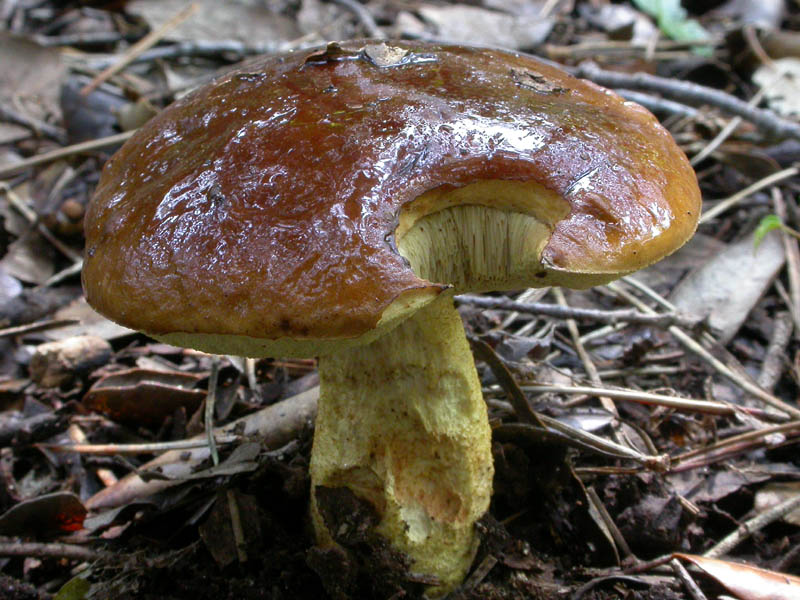 solo un''anteprima...