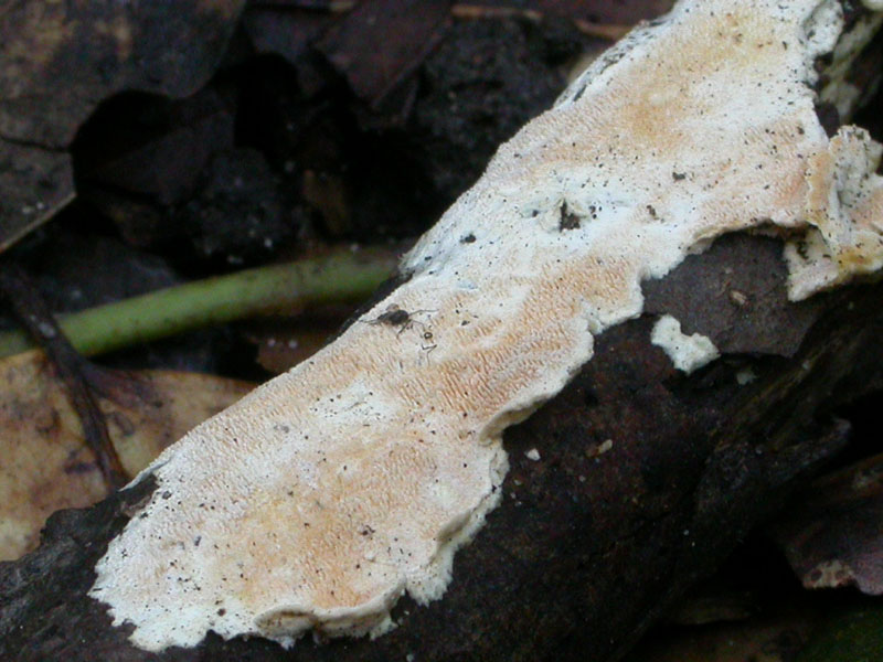 Senza precisa identit�