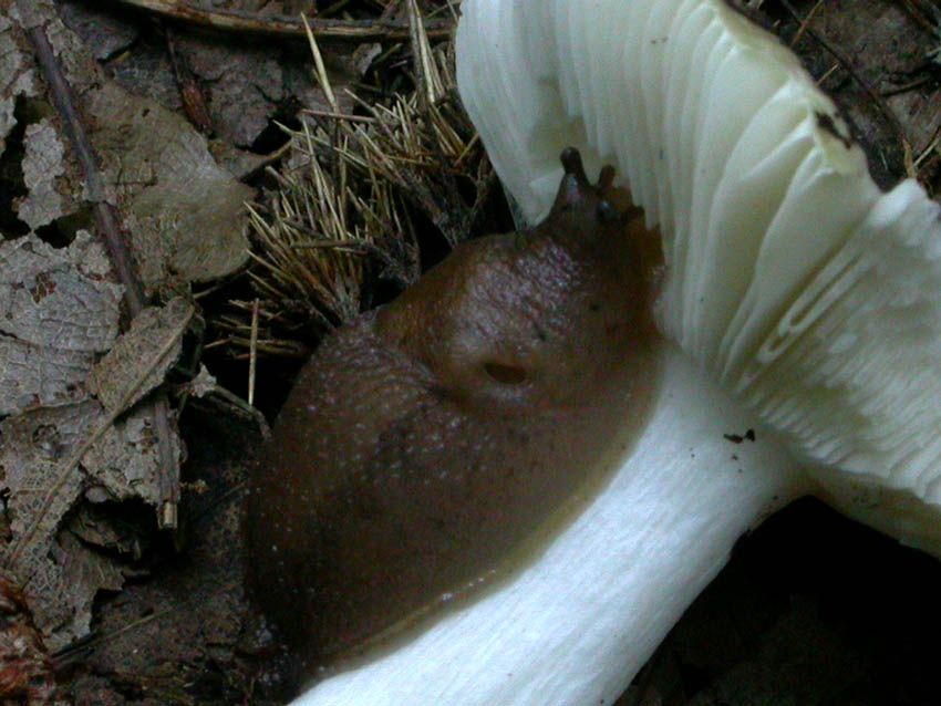 Limax cf. corsicus tra Grottaferrata e Rocca di Papa (RM)